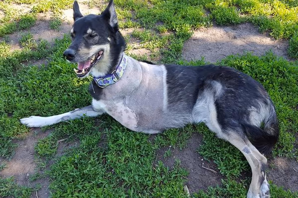 Dog Park at Cedar Knoll Park photo 2
